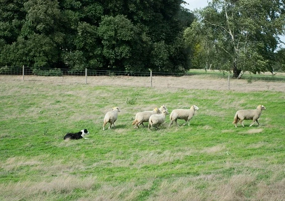 pet tracking